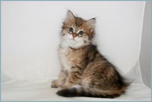 Female Siberian Kitten from Deedlebug Siberians